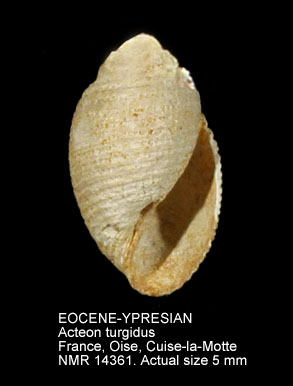 EOCENE-YPRESIAN Acteon turgidus.jpg - EOCENE-YPRESIANActeon turgidus(Deshayes,1862)